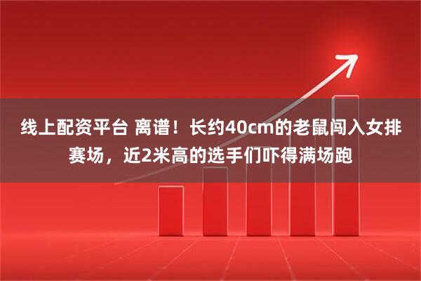 线上配资平台 离谱！长约40cm的老鼠闯入女排赛场，近2米高的选手们吓得满场跑